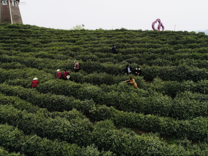陜西廣電融媒體集團(tuán)農(nóng)林衛(wèi)視助力陜西茶區(qū)“以茶興業(yè)，以茶富民”